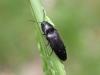 Ampedus sp.